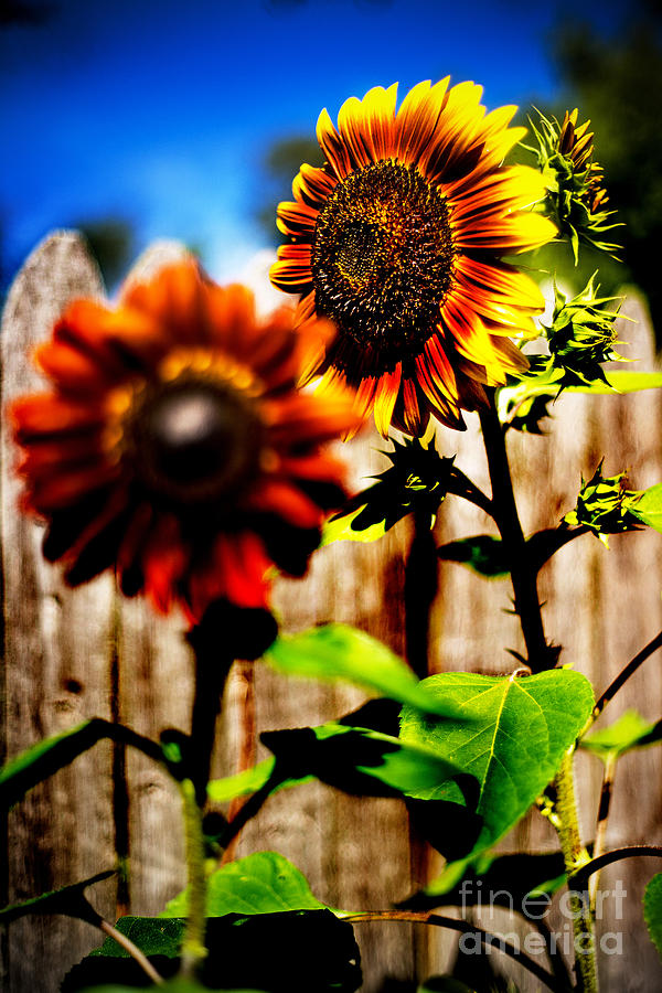 Sun Flowers Photograph by Randall Cogle