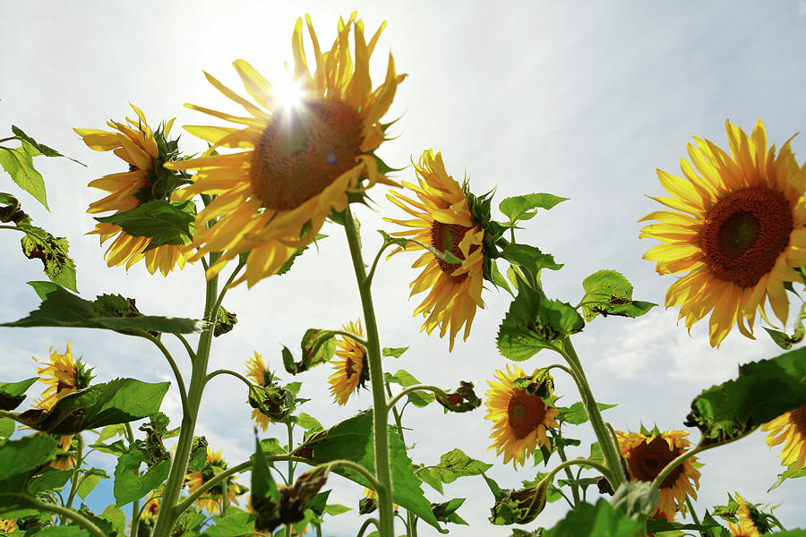 Sun Flowers Sunflowers Sunflower Field Photograph by Jena Ardell