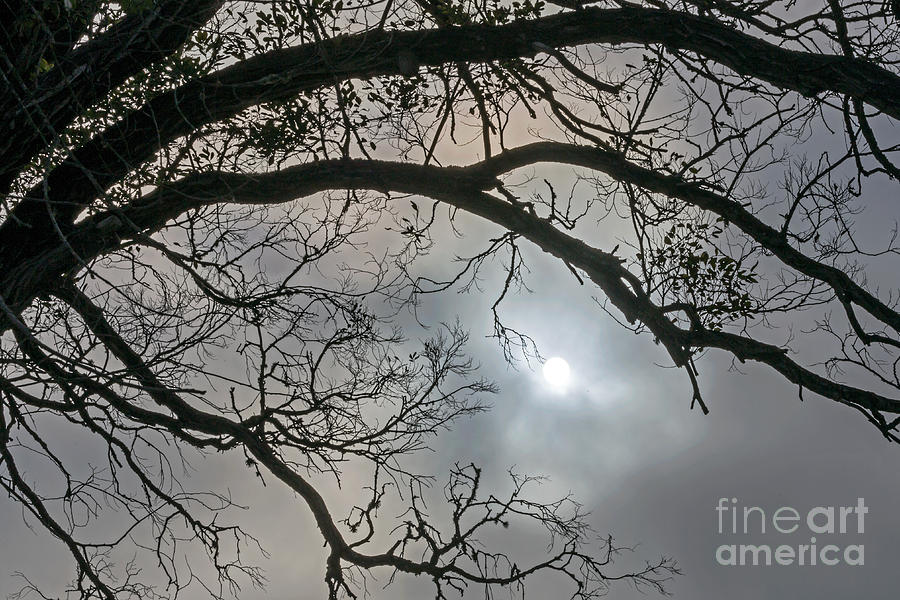 Sun Fog Tree Photograph by Kate Brown