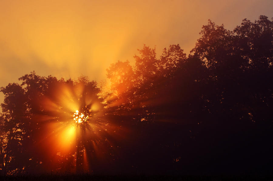 Sun Fog Trees-1 Photograph by Steve Somerville