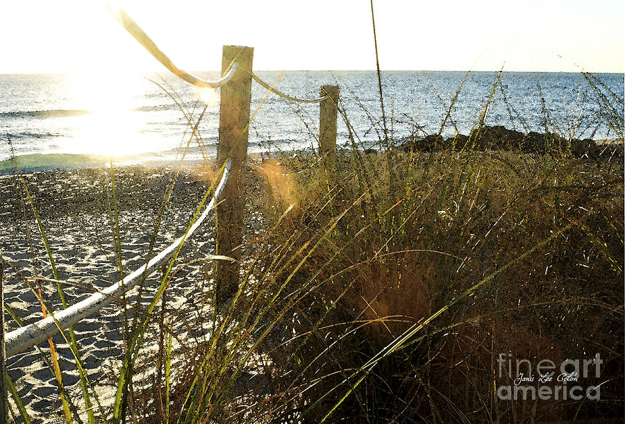 Sun Glared Grassy Beach Posts Photograph by Janis Lee Colon