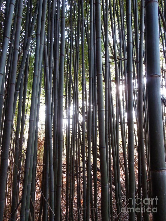 Sun Glimmering Through Bamboo Photograph by Renee Trenholm