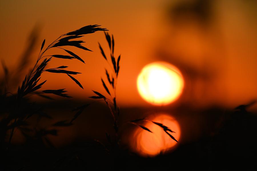 Sun Grass Photograph by Bonfire Photography - Fine Art America