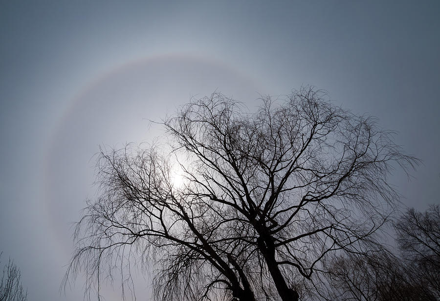 Sun Halo Bare Trees And Silver Gray Winter Sky Photograph by Georgia Mizuleva