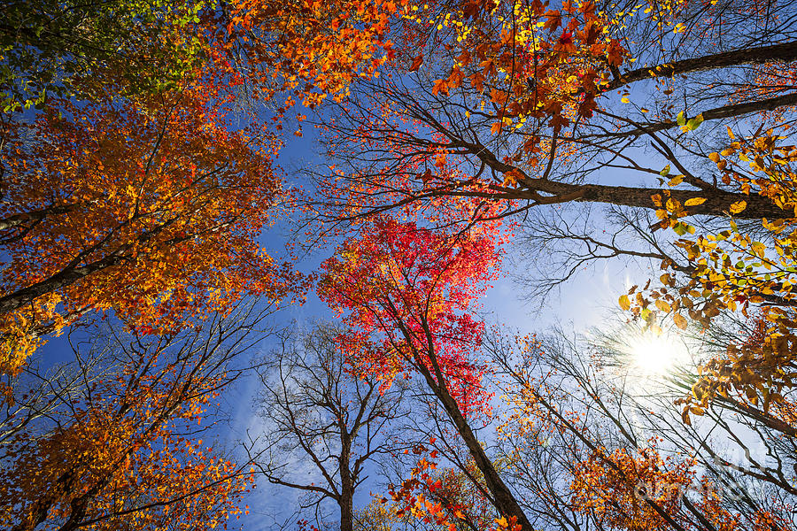 Sun in fall forest canopy  Photograph by Elena Elisseeva