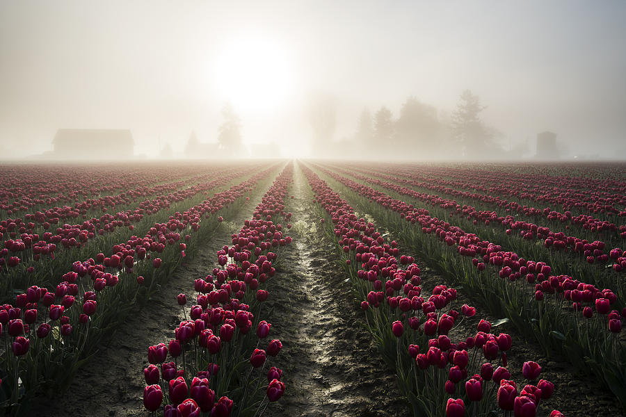 Sun in Fog and Tulips Photograph by Yoshiki Nakamura
