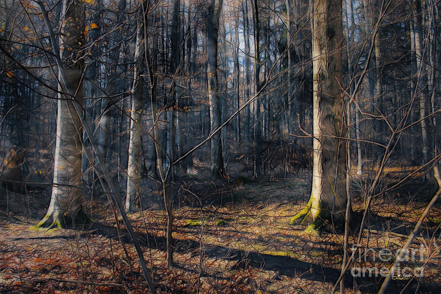 Sun in the Forest Digital Art by Jutta Maria Pusl