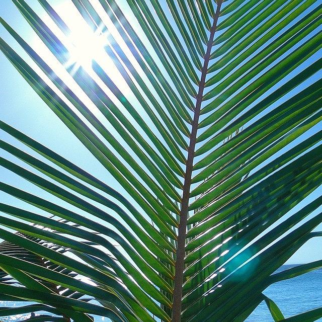 Sun Photograph - #sun In The #palm by Jeannine Hulliger