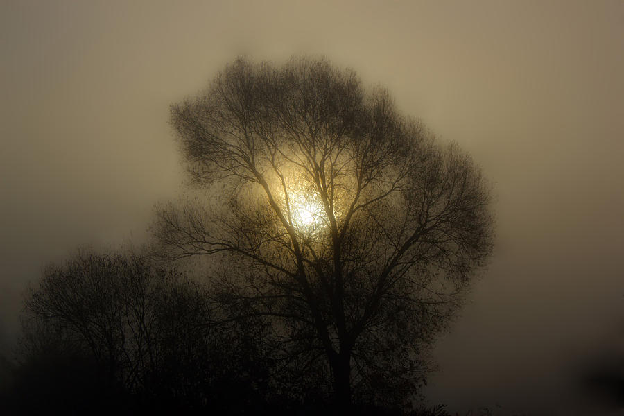 Sun in the tree foggy morning Photograph by Brch Photography