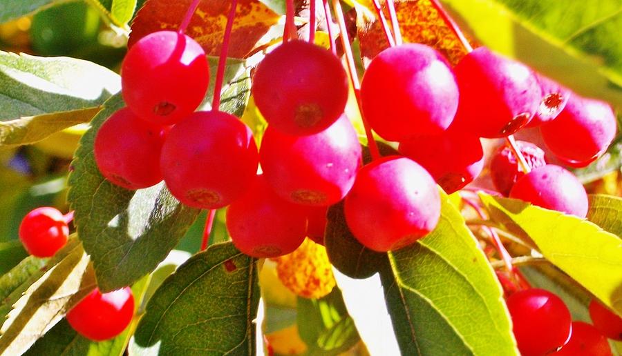 Sun Kissed Berries Photograph by  Sharon Ackley