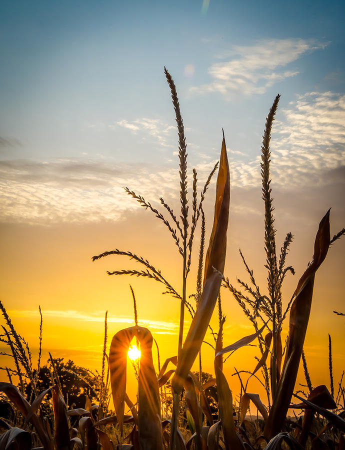Sun Kissed Corn Field Photograph by David Downs