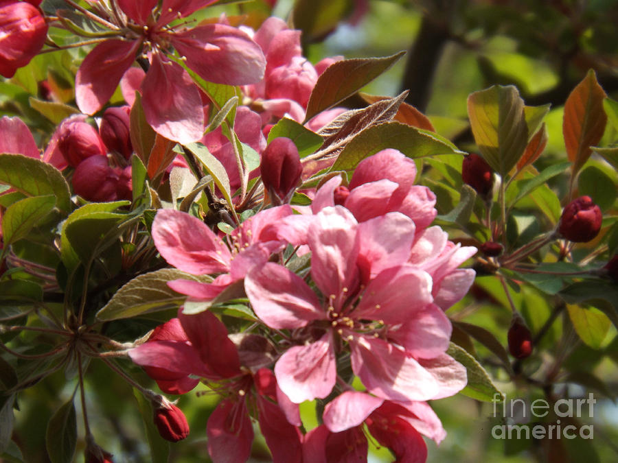 Sun Kissed Crab Apple Blossoms Photograph by Brenda Brown