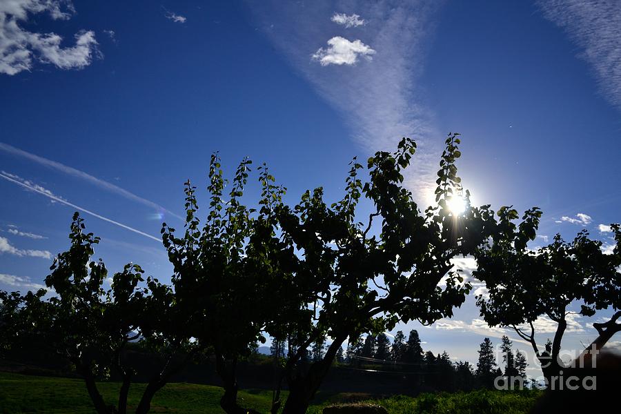 Tree Photograph - Sun Kissed Orchard Trees by Phil Dionne