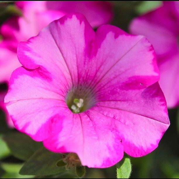 Flower Photograph - Sun Kissed Pink  by Justin Connor