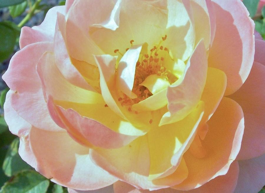 Sun Kissed Rose Photograph by  Sharon Ackley