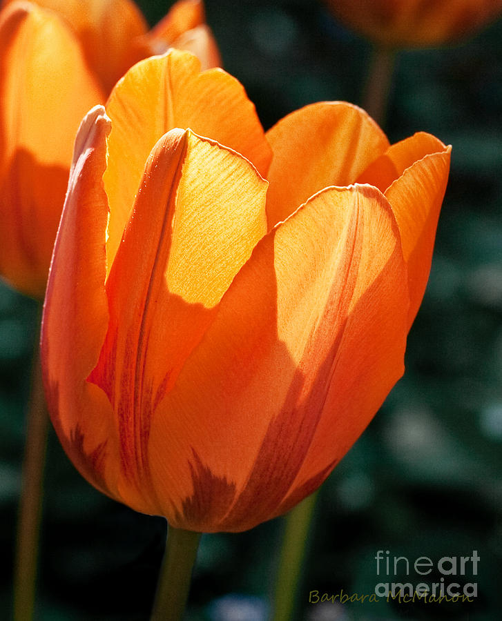 Sun Kissed Tulip Photograph by Barbara McMahon