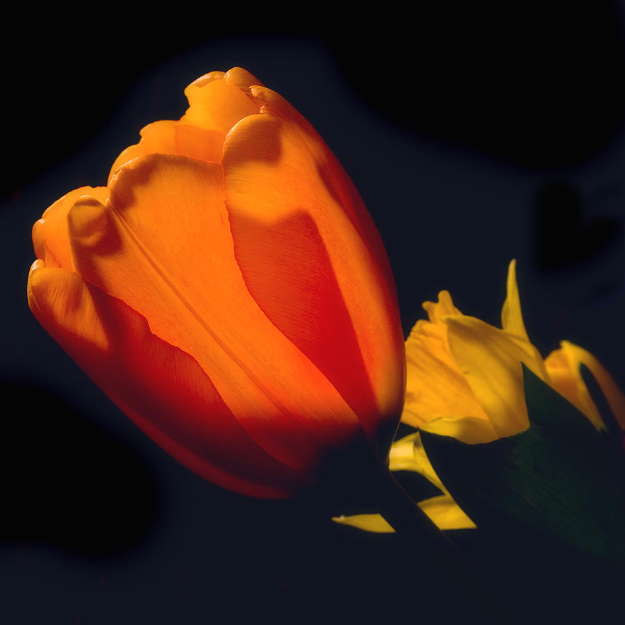 Sun-kissed Tulip Photograph by Joann Vitali