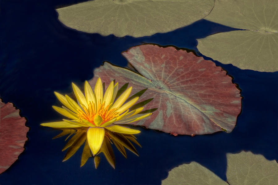 Sun-Kissed Water Lily Photograph by Lindley Johnson