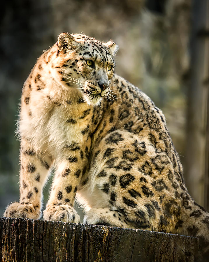 Sun Leopard Portrait Photograph by Chris Boulton