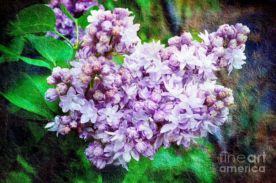 Sun Lit Lilac The Sweet Sign Of Spring Photograph by Andee Design