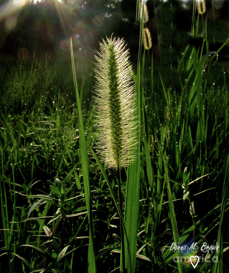 Sun-lite Grass Seed Photograph by Donna Brown