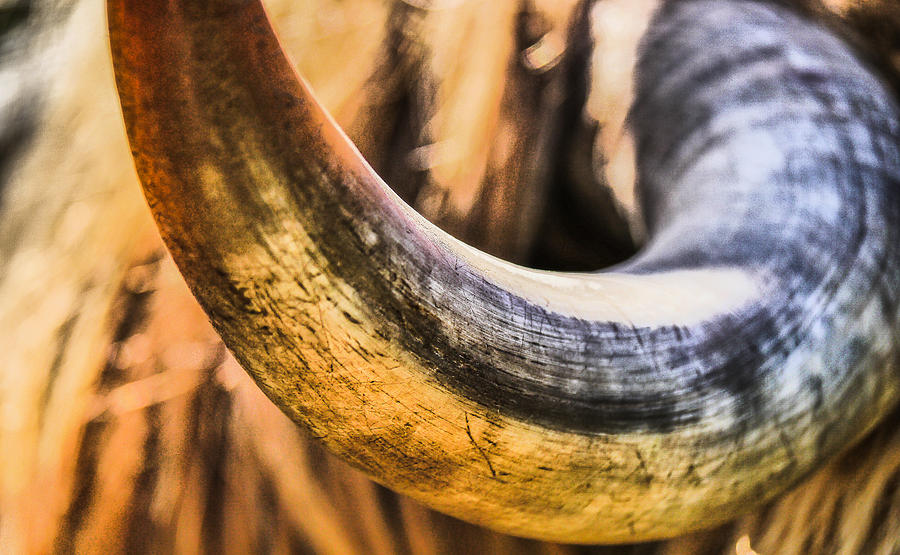 Sun on cow horn. Photograph by Will LaVigne