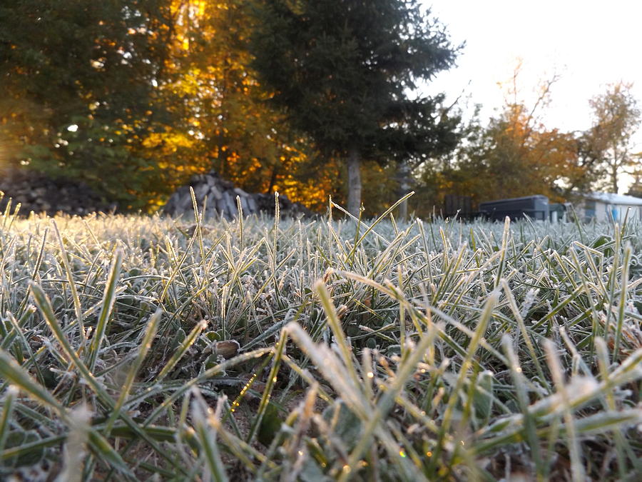 Winter Photograph - Sun On Frosty Blades of Grass by Maranda Busch