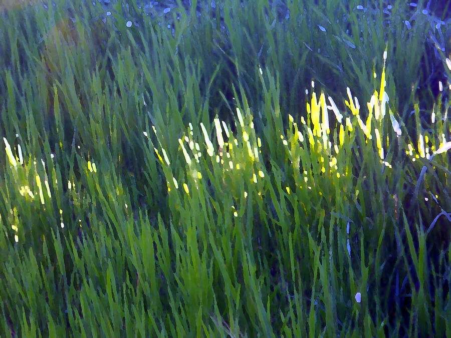 Sun On Tall Grass Digital Art by Eric Forster