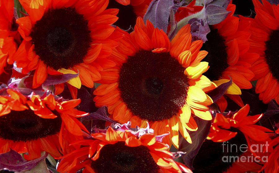 Sun On The Flowers Photograph by Susan Parish