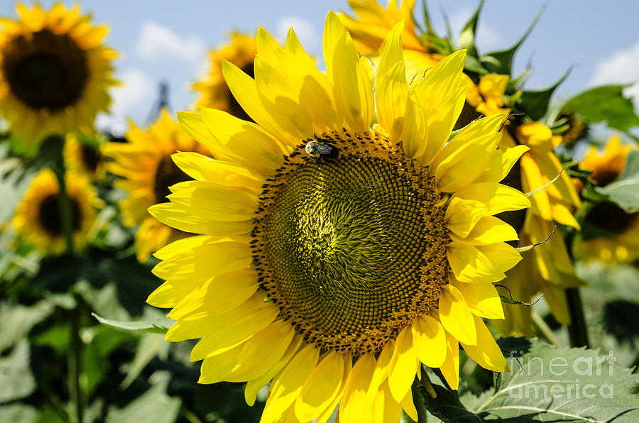 Sun On The Sunflower Photograph by Paul Mashburn