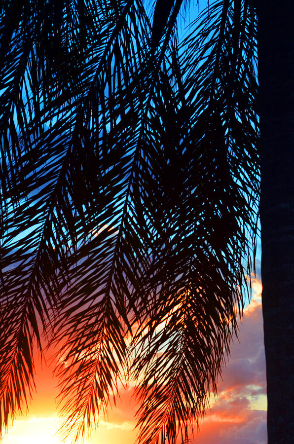 Nature Photograph - Sun Palm by Laura Fasulo