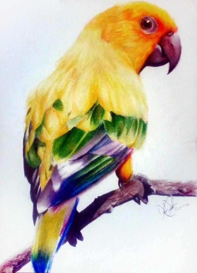 Sun Parakeet Drawing by Desire Doecette