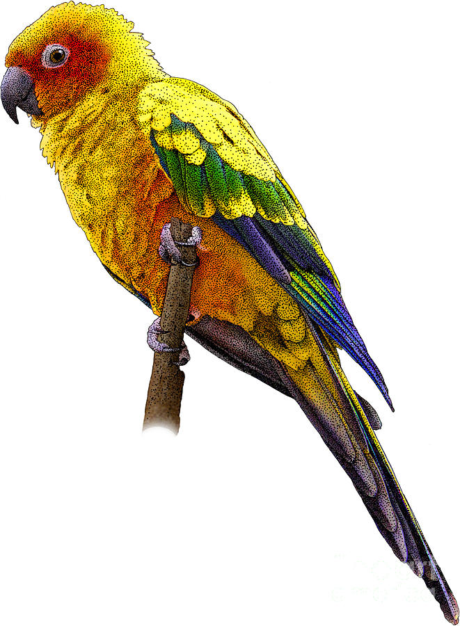 Illustration of Sun Parakeet Photograph by Roger Hall