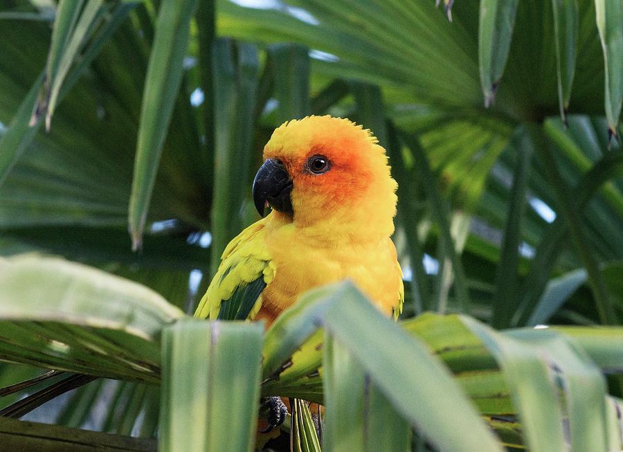 Sun Parakeet In A Palm Tree Photograph by Brian Gadsby/science Photo Library