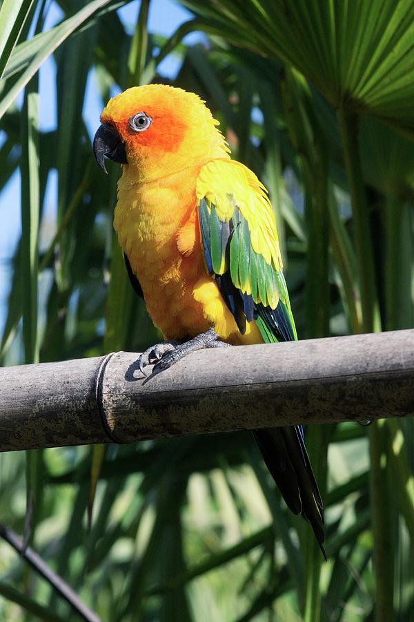 Parrot Photograph - Sun Parakeet Perched On Bamboo by Brian Gadsby/science Photo Library