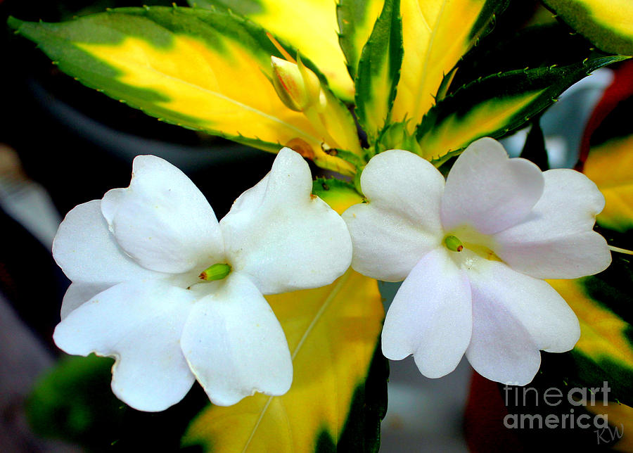 Sun Patiens Spreading White Variagated Photograph by Kathy  White