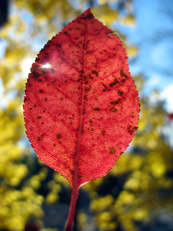 Sun Peeking Through a Red Leaf Photograph by David T Wilkinson