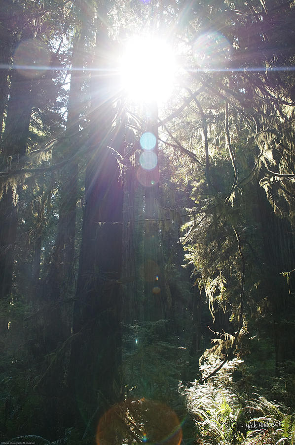 Sun Penetrates the Redwood Forest Photograph by Mick Anderson