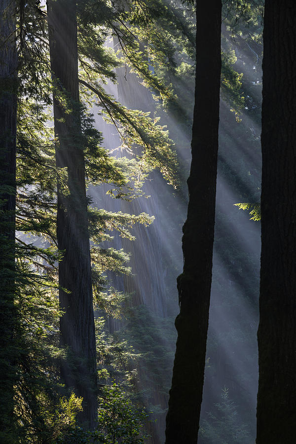Redwood National Park Photograph - Sun rays at Redwood National Park by Vishwanath Bhat