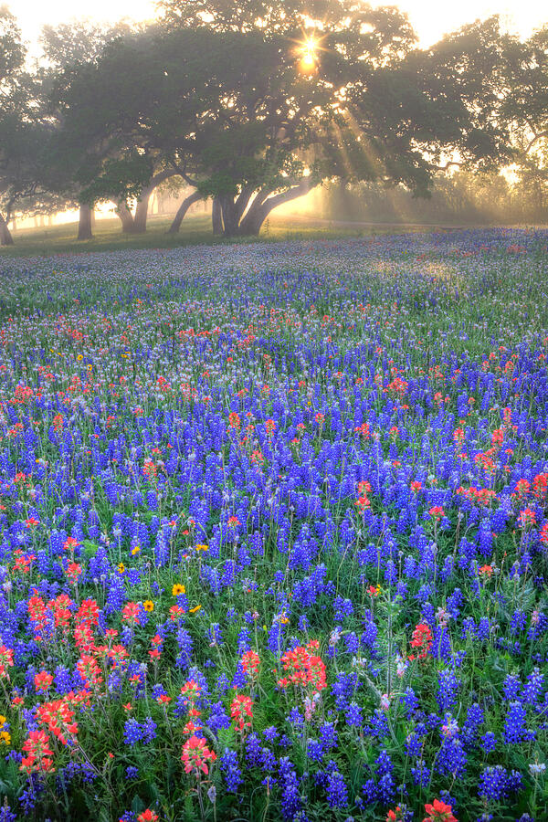 Sun Rays on Wildflowers Photograph by Eggers Photography