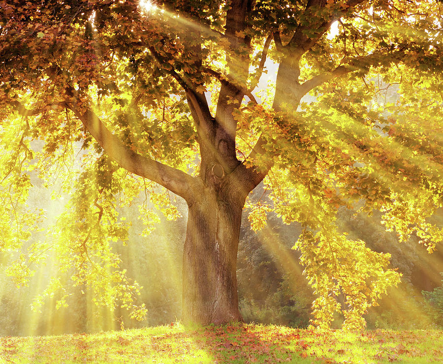 Sun Rays Shining Through A Tree With Photograph by Kerrick