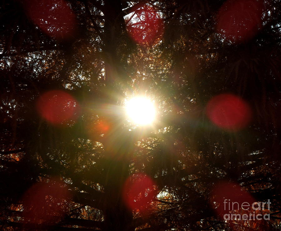 Sun Reflecting Through The Trees Photograph by Renee Trenholm