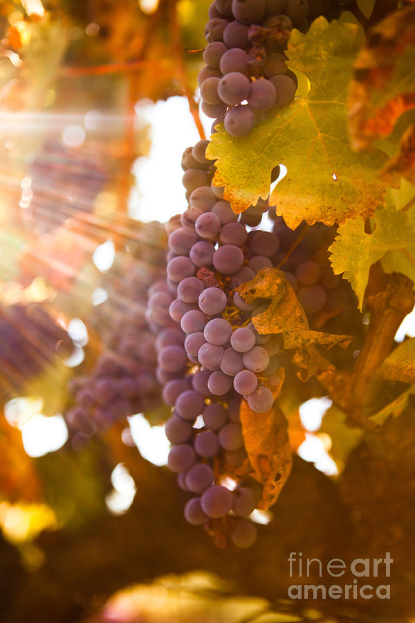 Sun ripened grapes Photograph by Diane Diederich