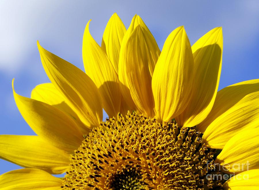 Sunflower Photograph - Sun Riser by Benanne Stiens