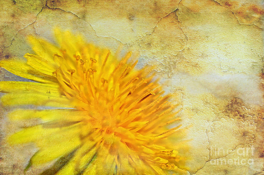 Nature Photograph - Sun-Scorched Dandelion Abstract by Kaye Menner