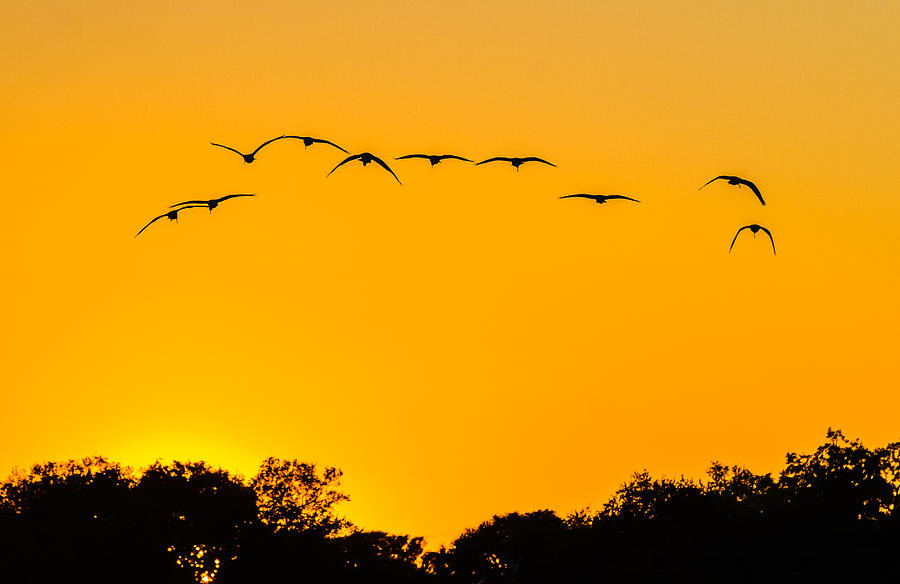 Sun Set Ibis Photograph