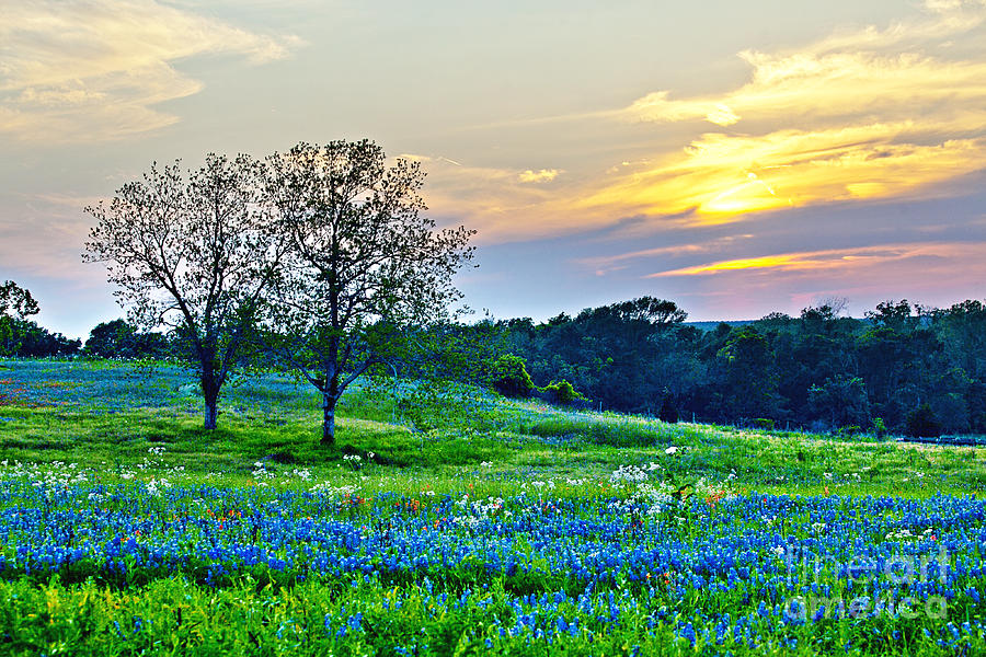 Sun Setting On Another Texas Day Photograph