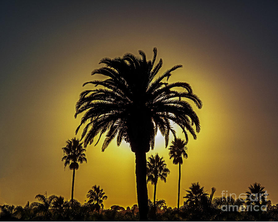 Sun Setting Palms Photograph by L J Oakes