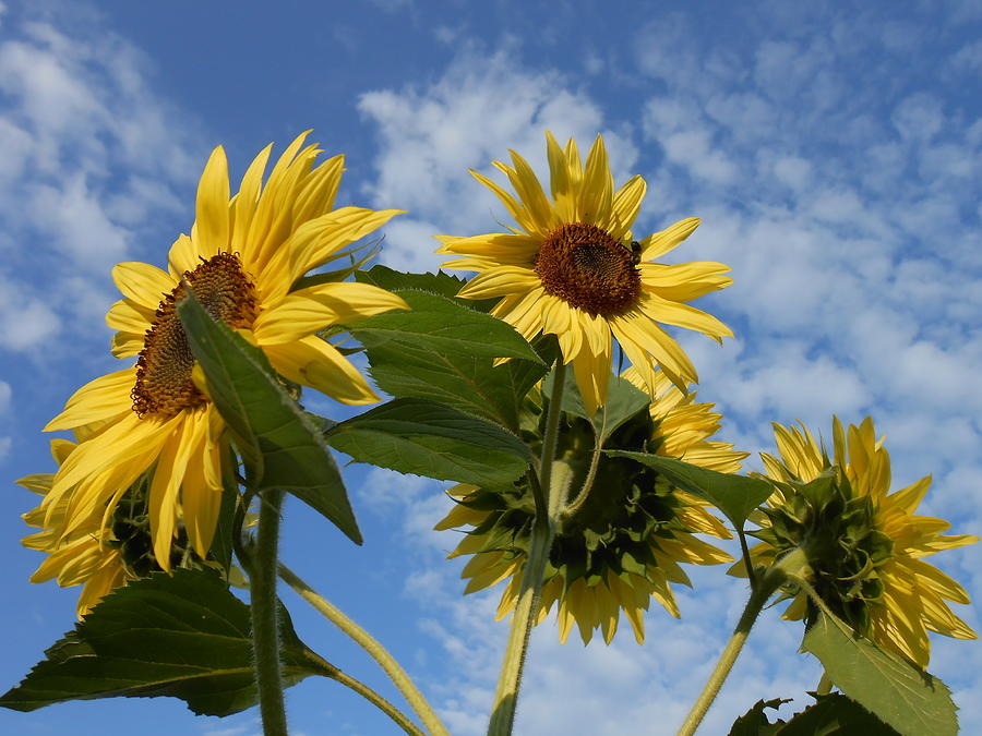 Sunflower Photograph - Sun Shine On You and You and Me by Diannah Lynch