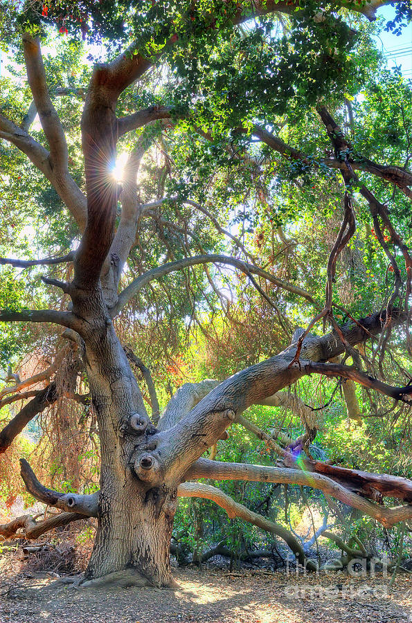 Nature Photograph - Old Oak Tree by Eddie Yerkish
